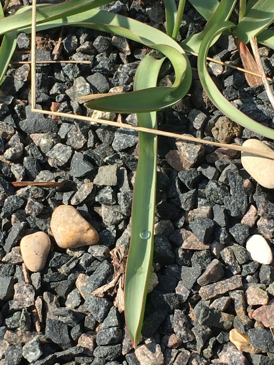 Tulipano 18