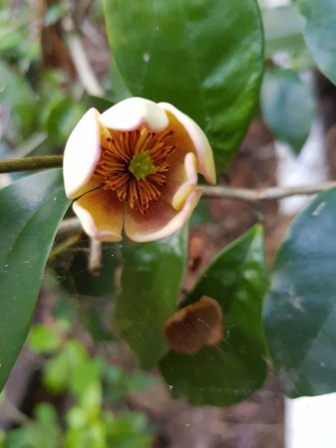 Chenille copperleaf 2