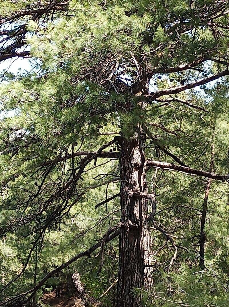 Vachellia gerrardii 16