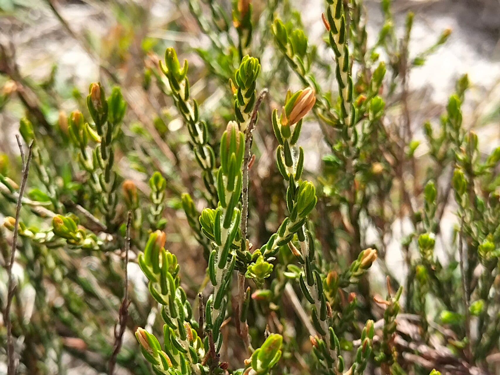 Passerina 2