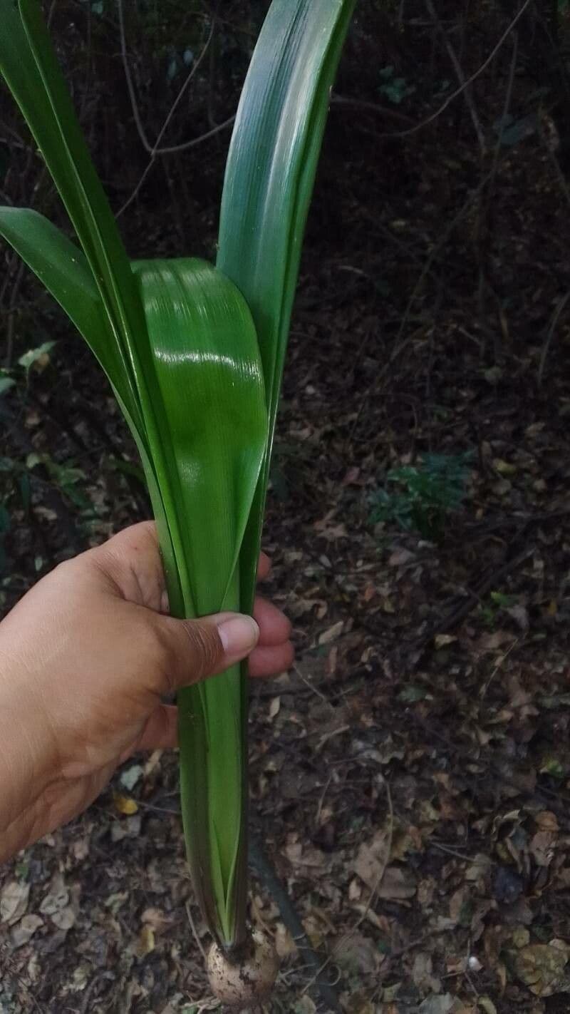 Clivia 9