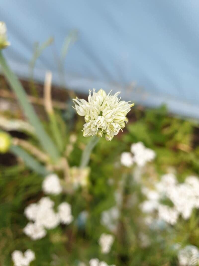 Cipolla orientale 2