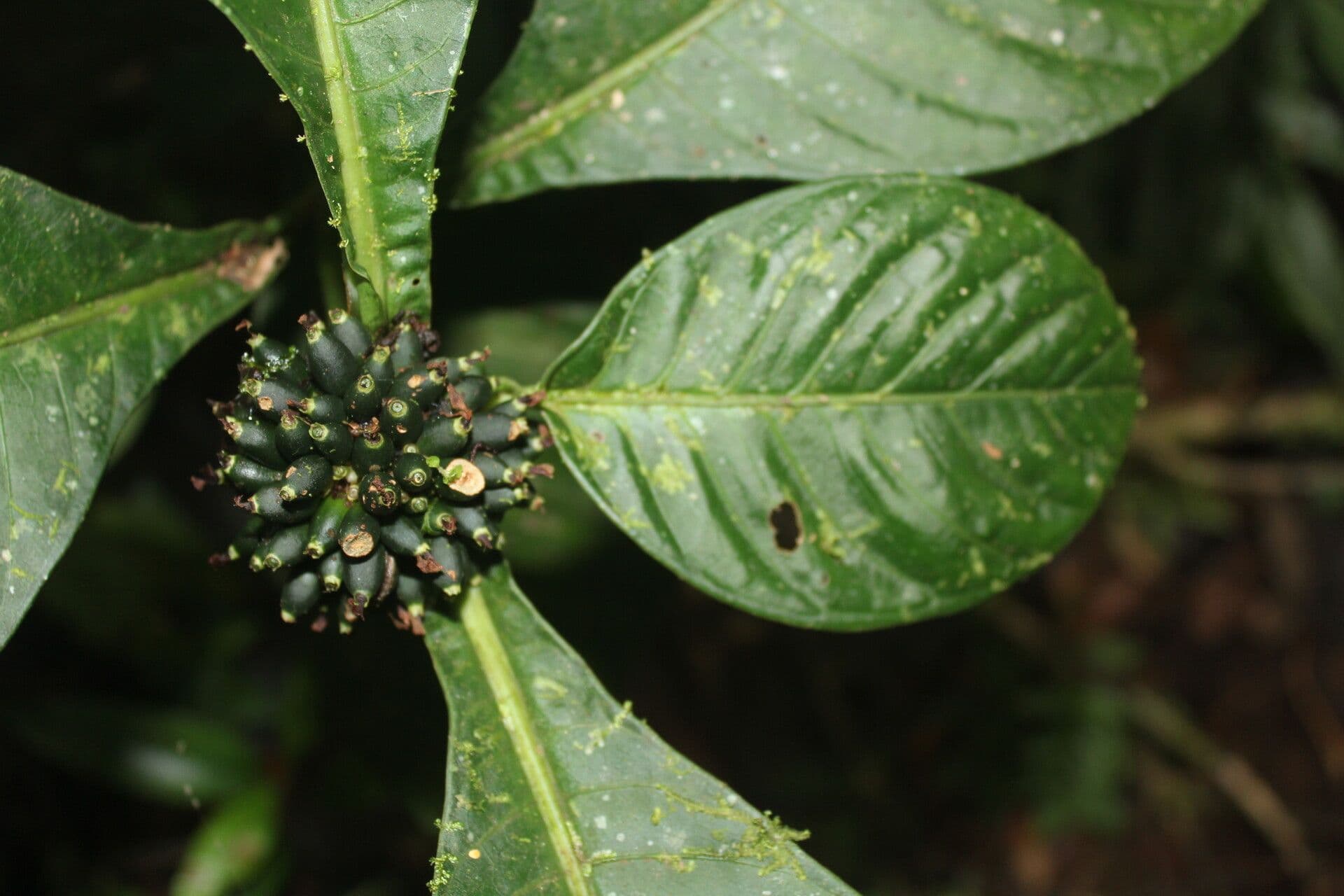 Amphidasya