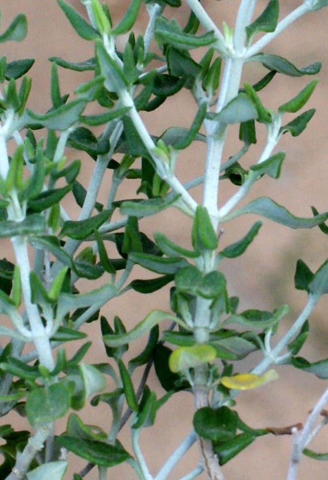 Camciuca 23