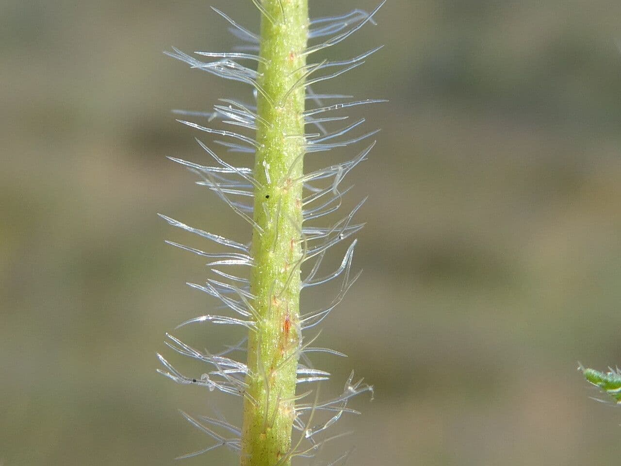 Pumpava pižmová 25