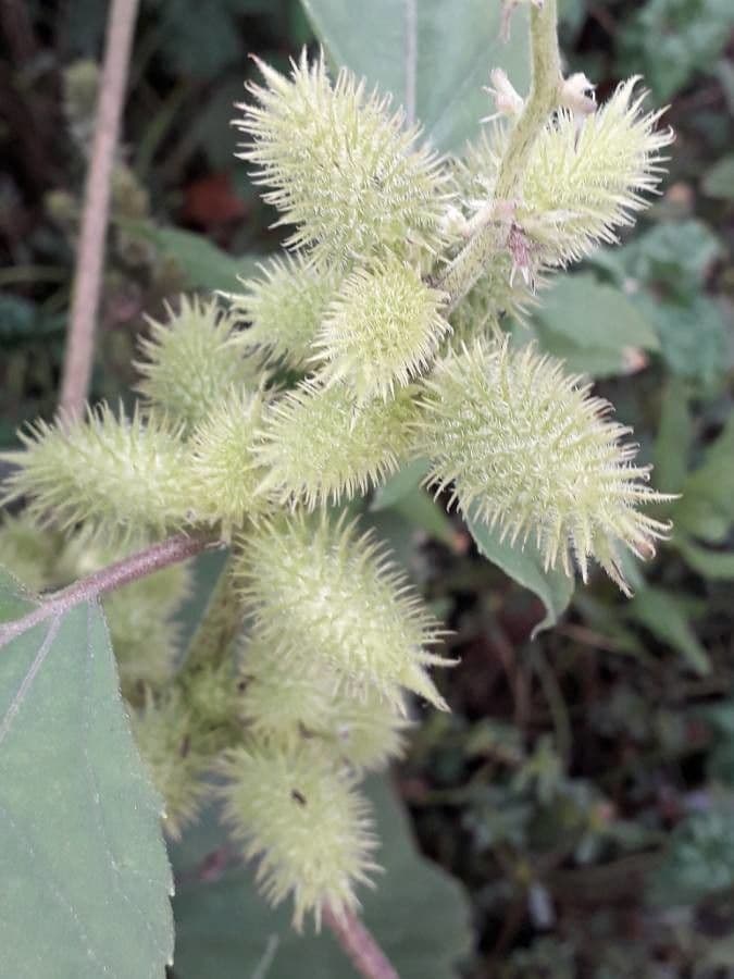 Arrancamoños