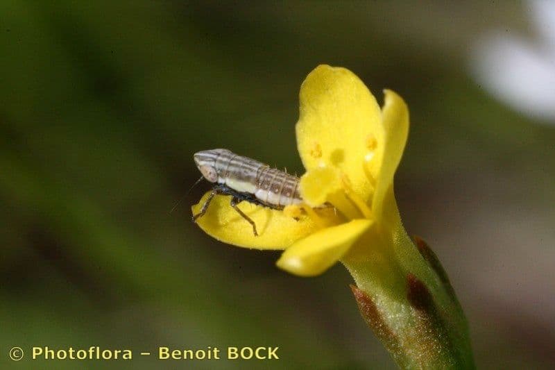 Cicendia filiformis 19