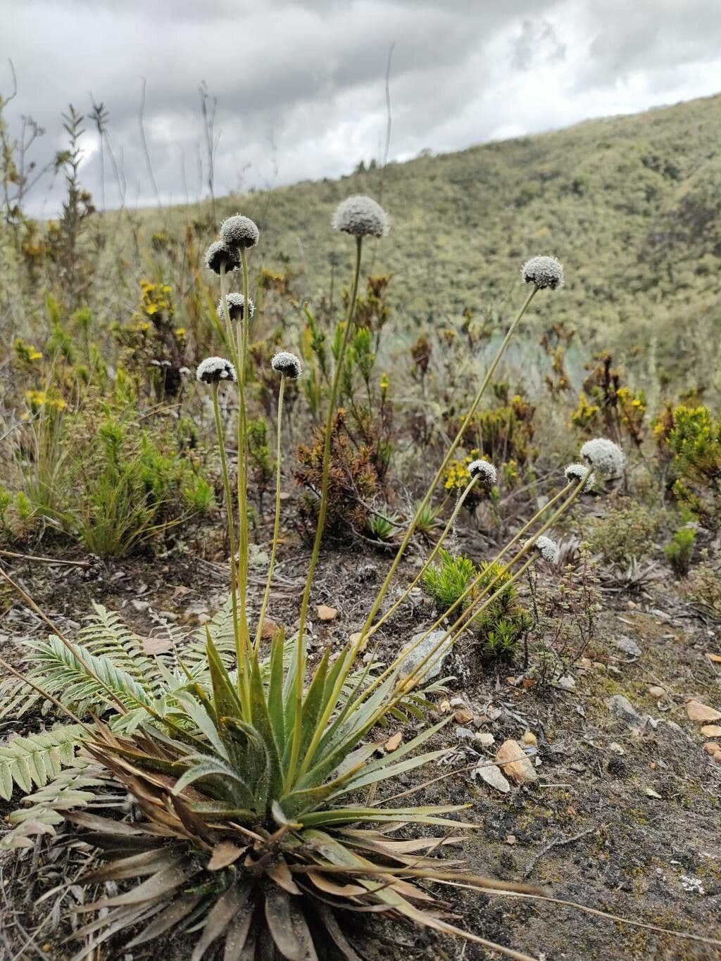 Paepalanthus 9