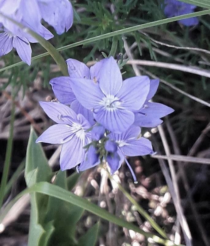 Veronica austriaca 8