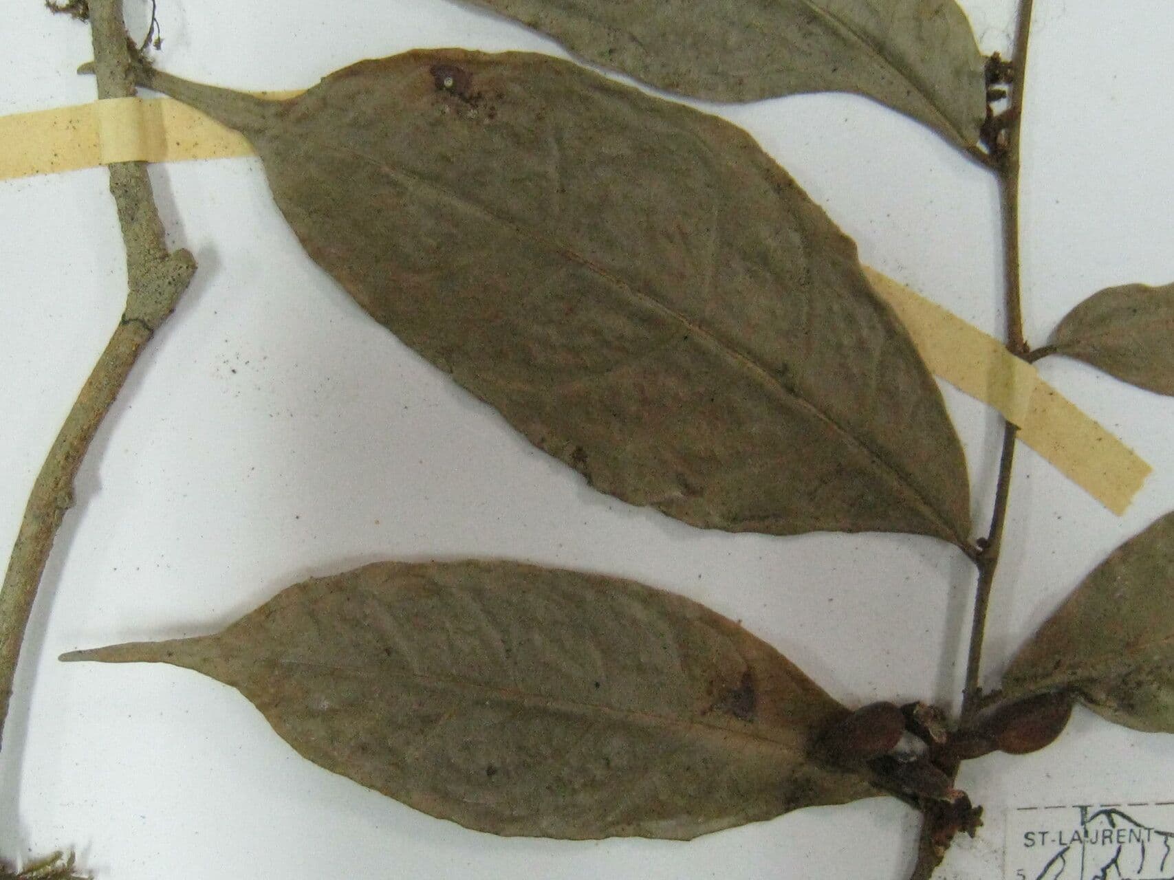 Sorocea 5