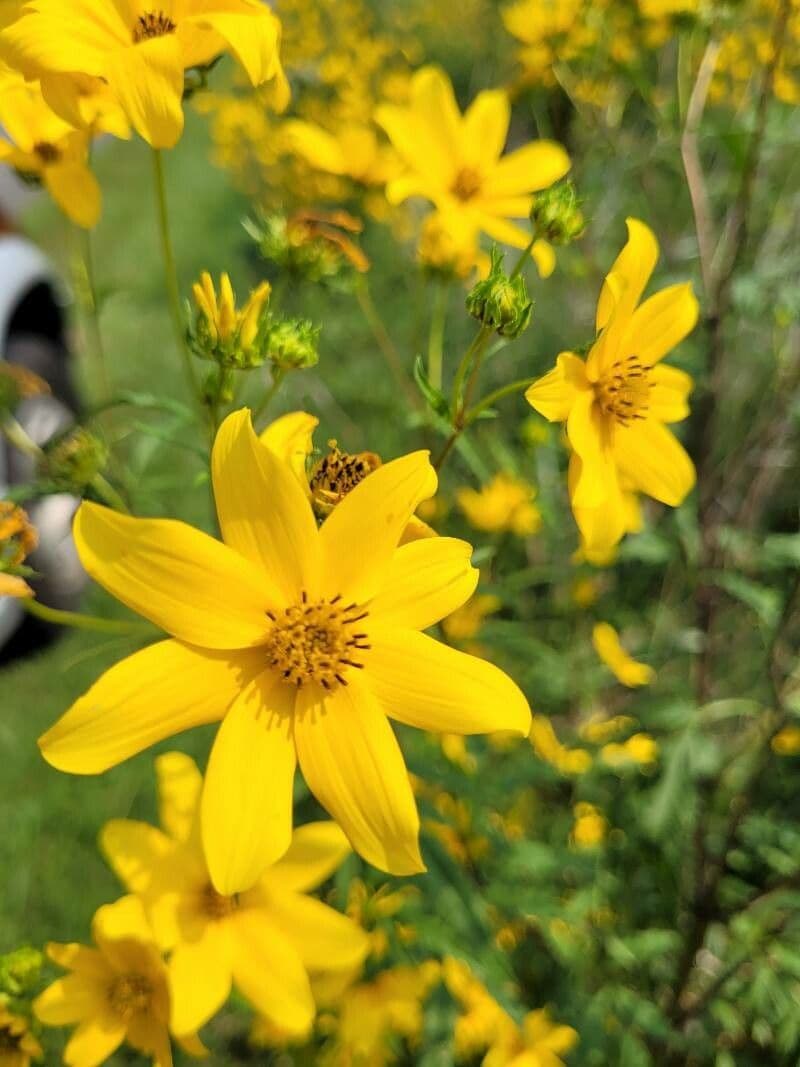 Bidens