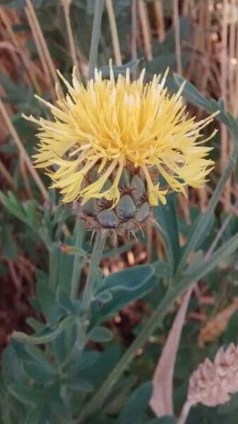 Centaurea collina 5