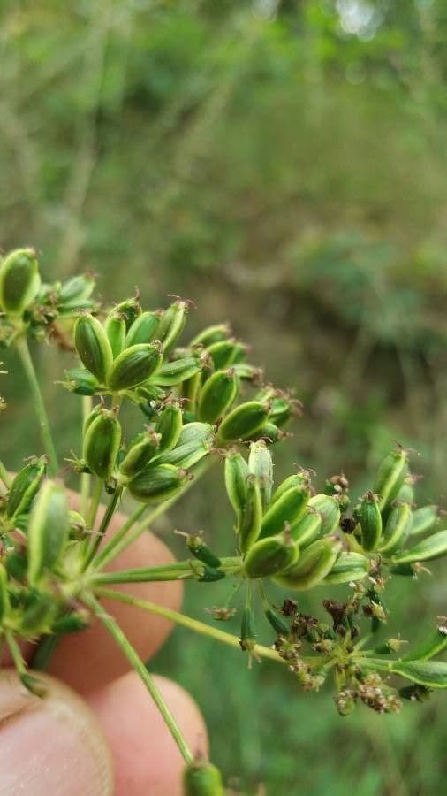 Peucedano gallico 5