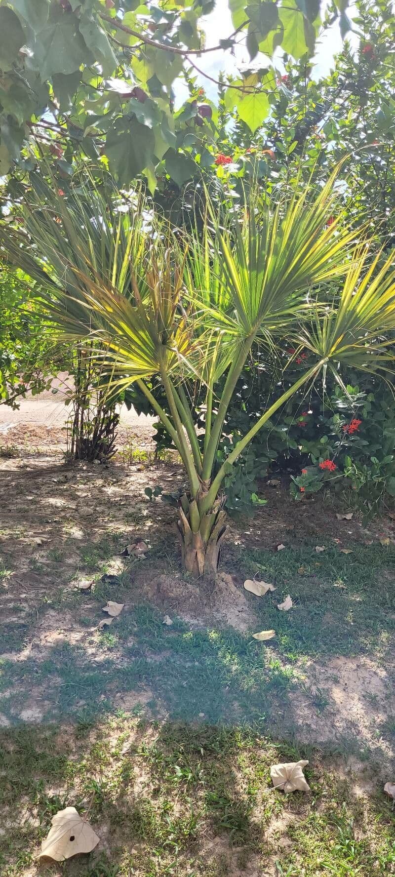 Palma 17