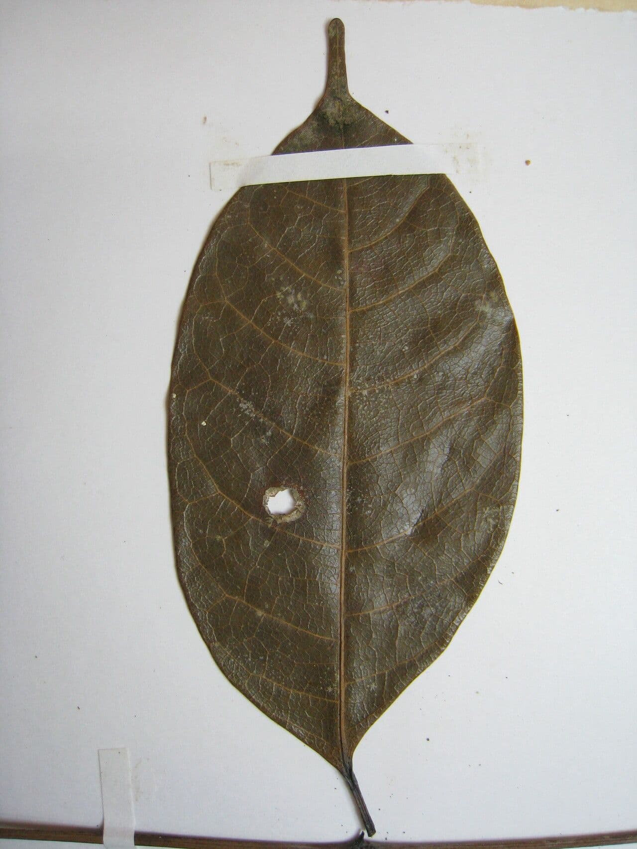 Protium divaricatum 2
