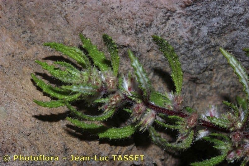 Forsskaolea 20