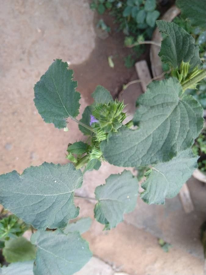 Hyptis 10