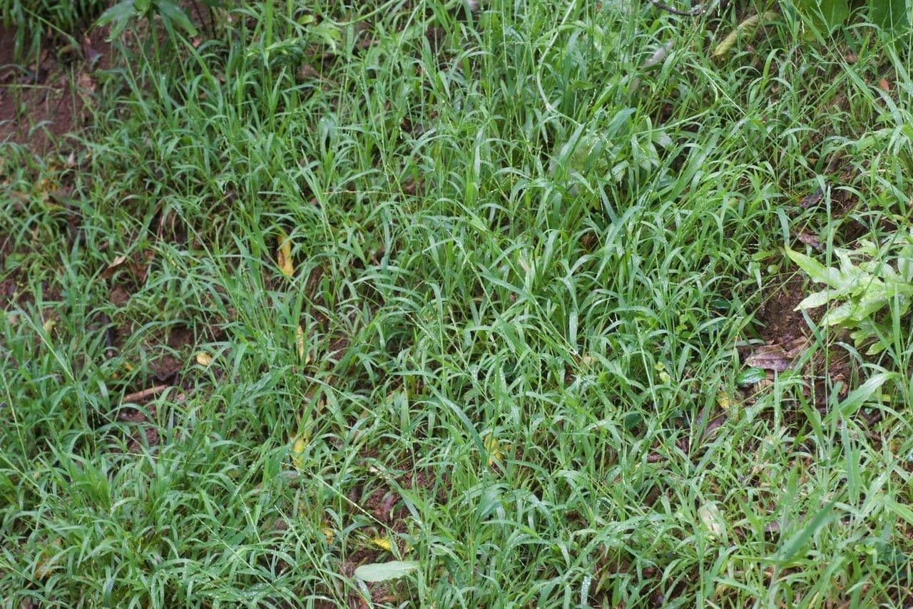 Aufrechte Ehrharta 8