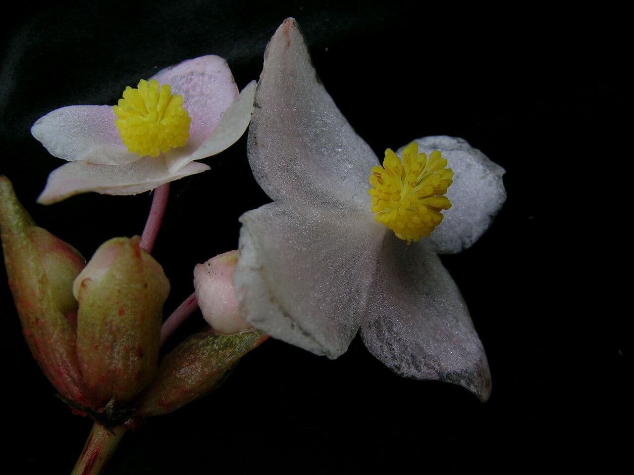 Begonia 10