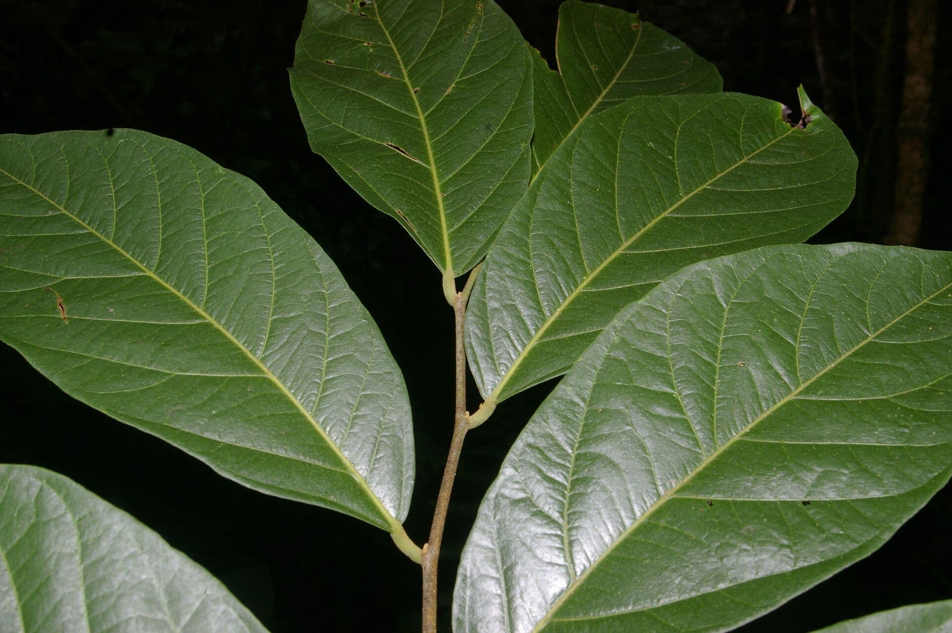 Desmopsis 10