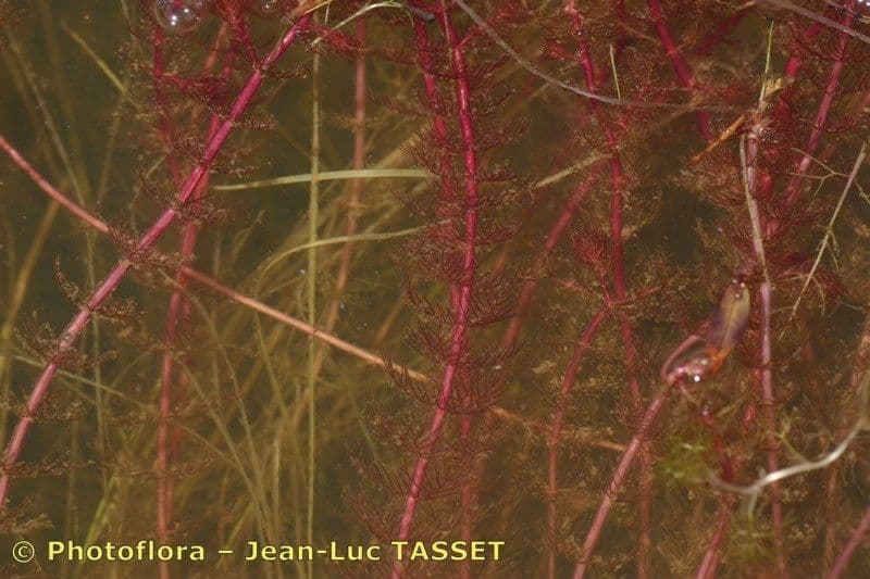 Wechselblütiges Tausendblatt 15