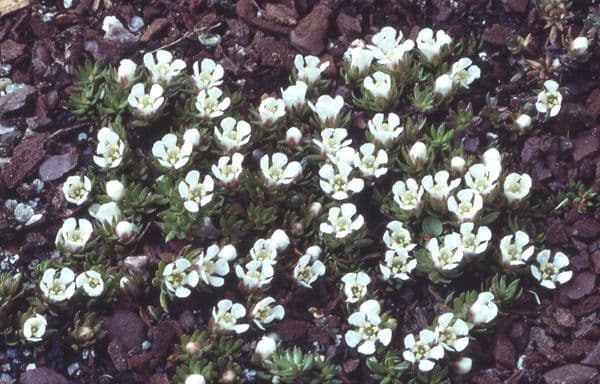 Pyxidanthera barbulate 3