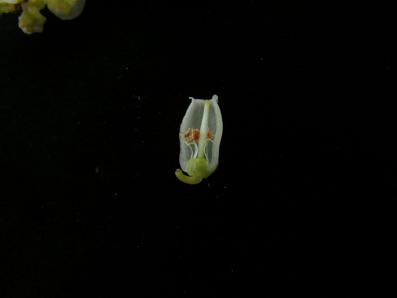 Lyonia
