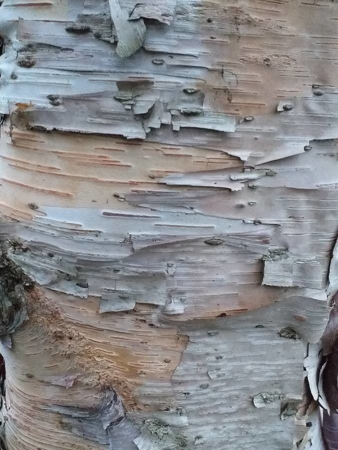 Betulla nera asiatica 4