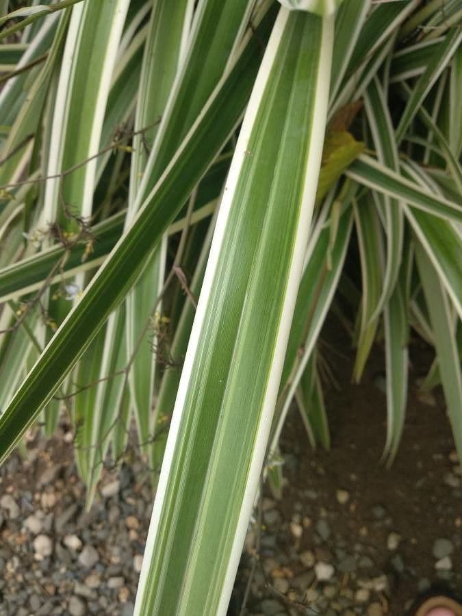 Dianella tasmanská 16