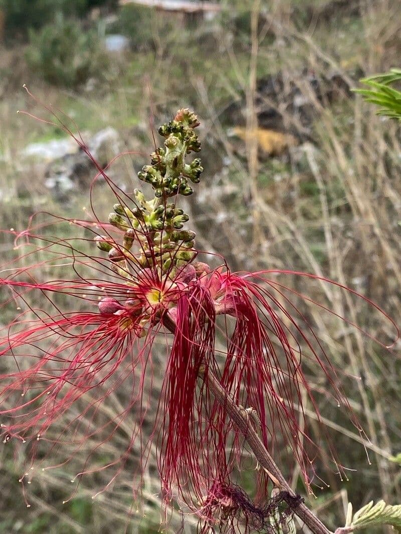 Calliandra