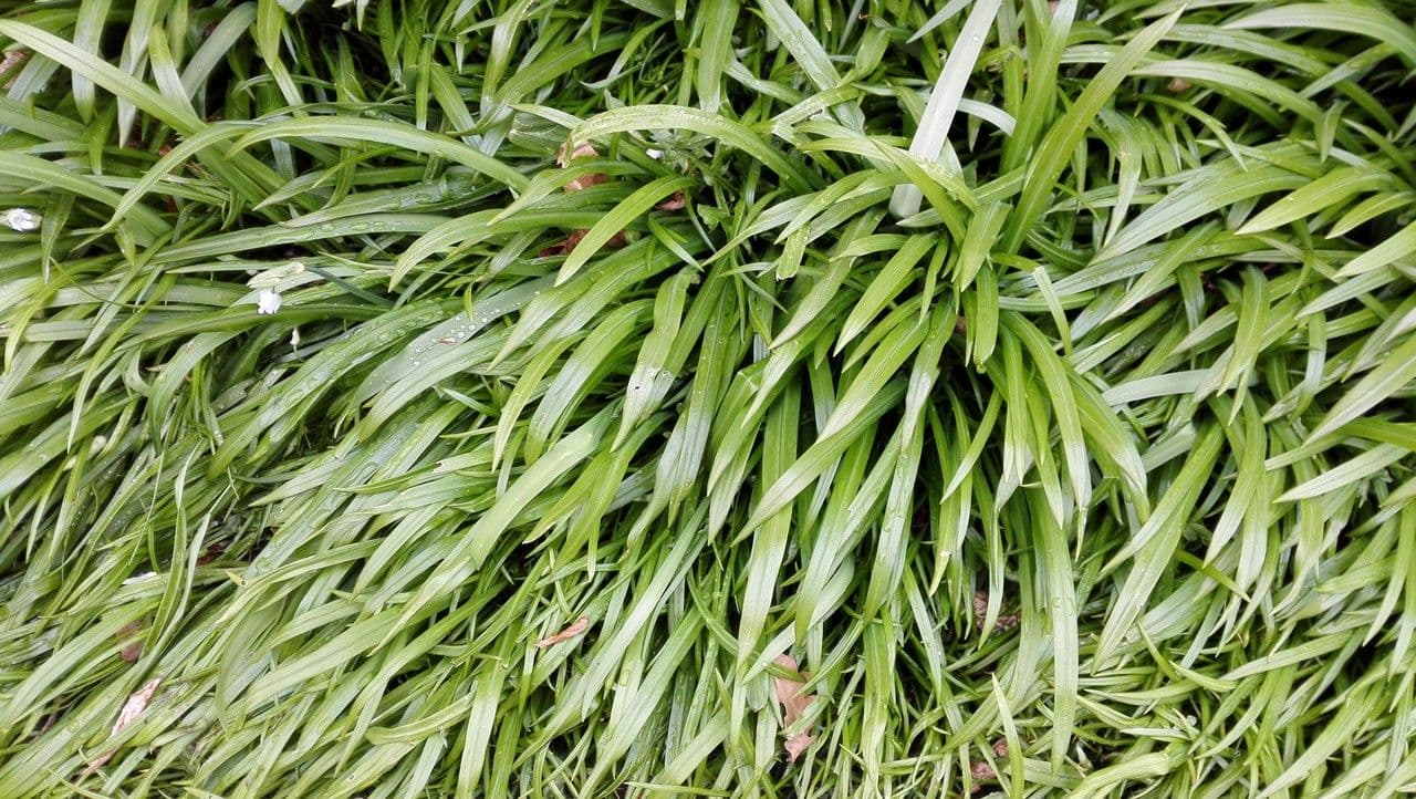 Aglio paradossale 15