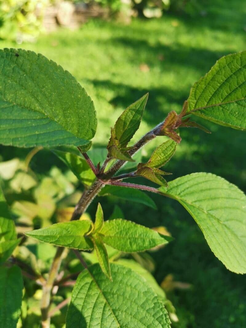 Salvia ananas 18