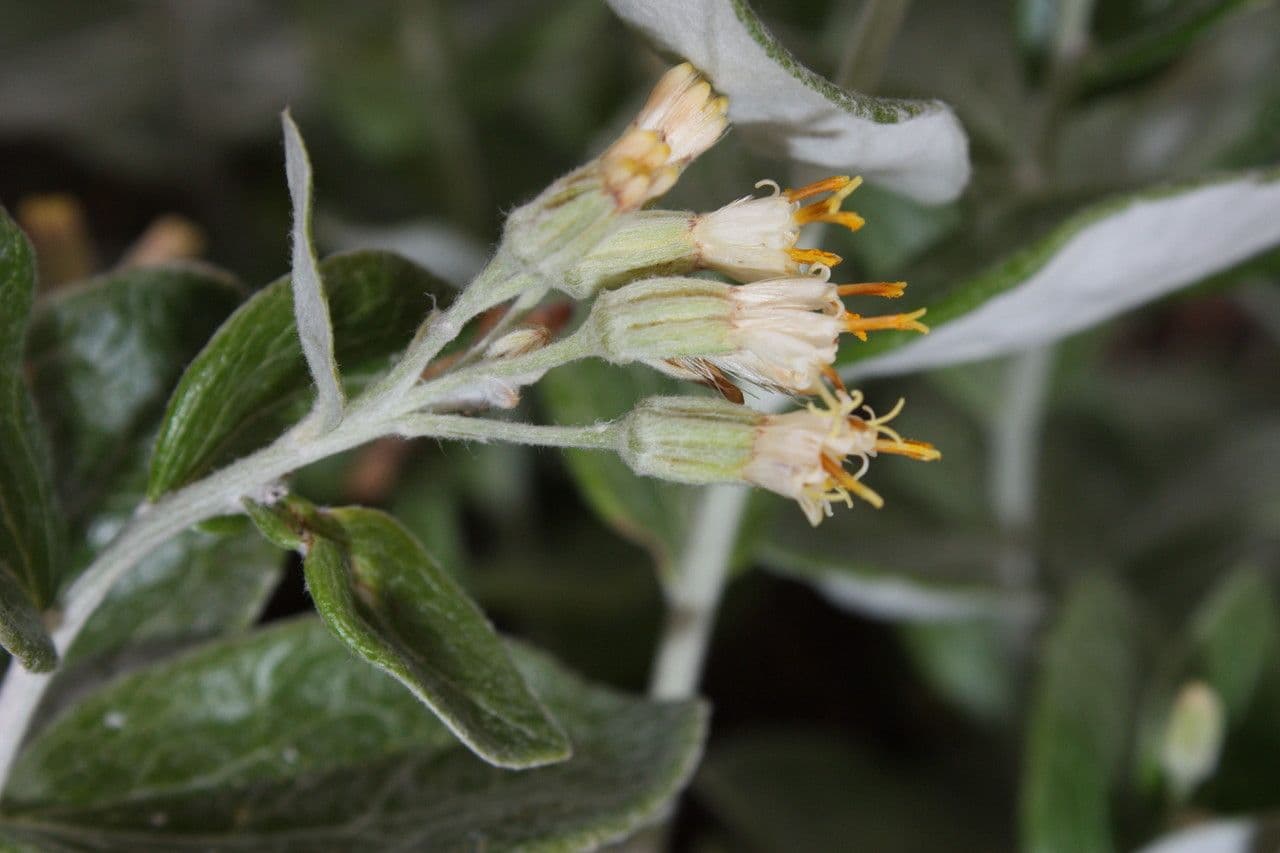 Luina hypoleuca 5