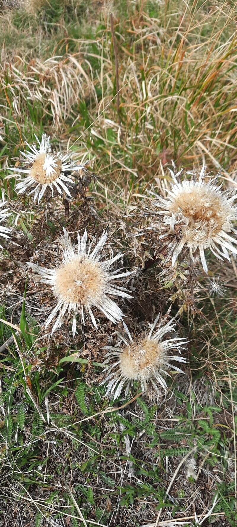 Silberdistel 13