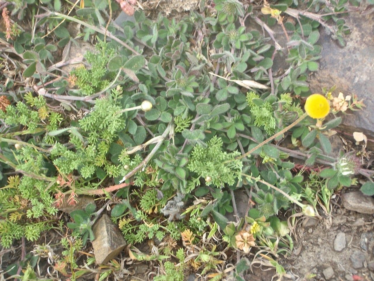 Cotula anthemoides 4