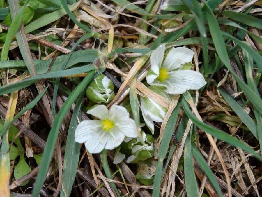 L'ornitogalo