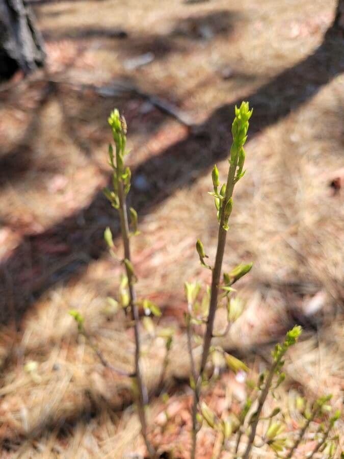 Eulophia 6