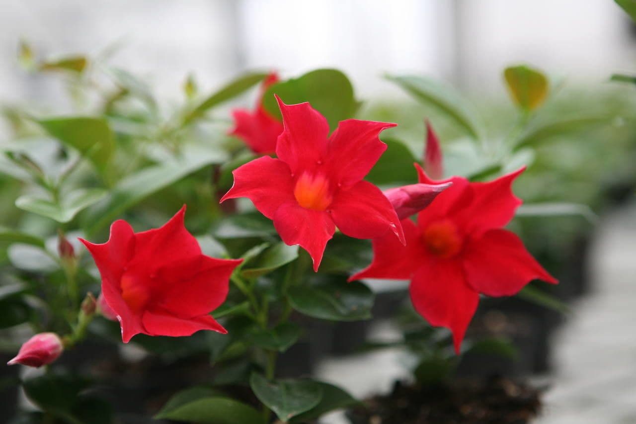Mandevilla 6