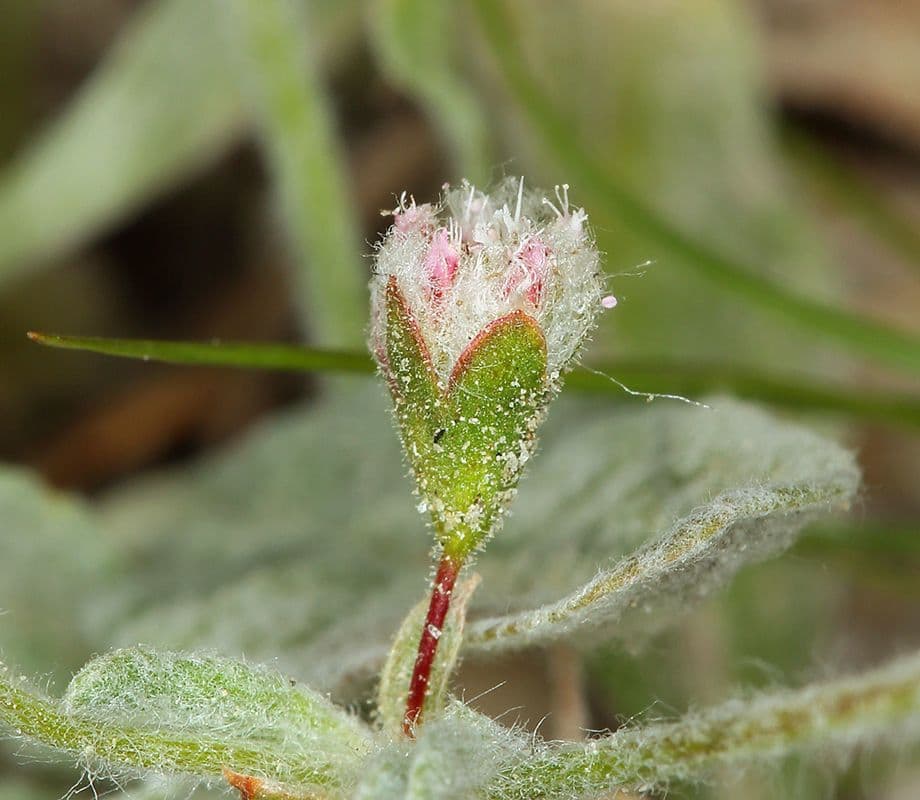 Eriogonum