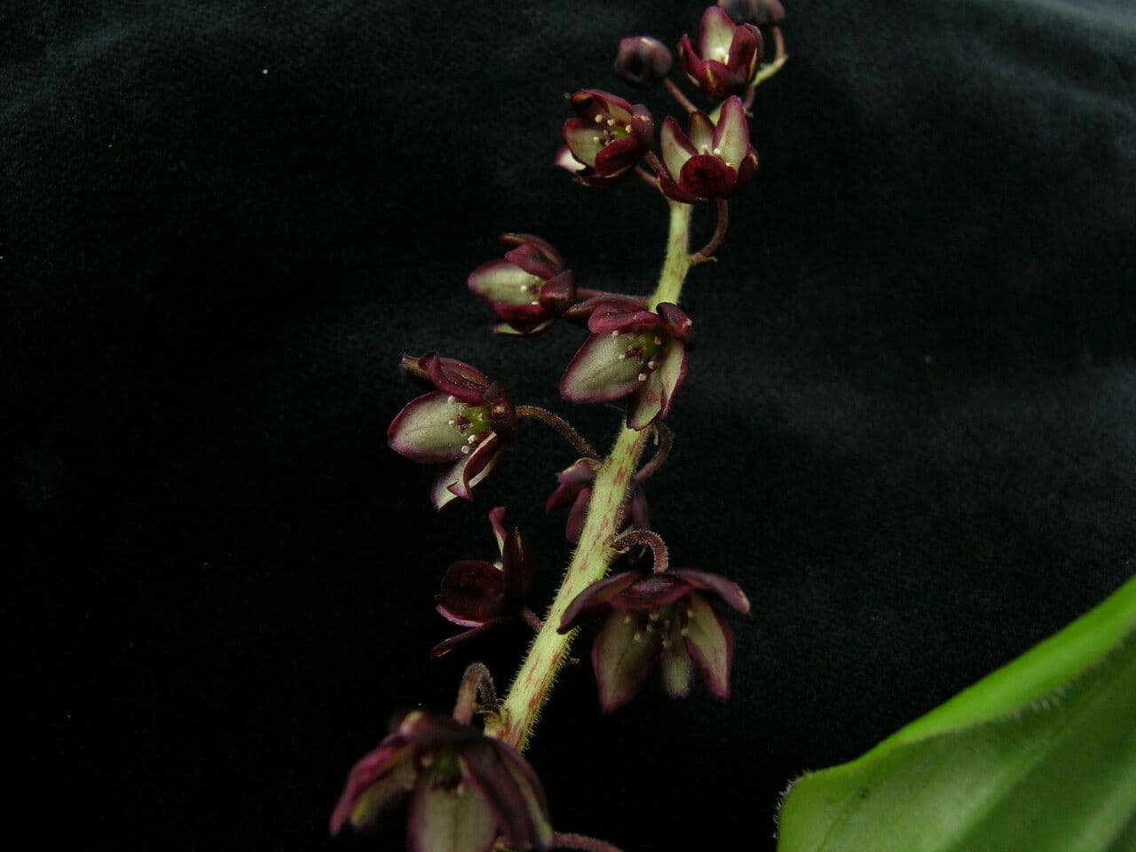 Convalaria morada 5