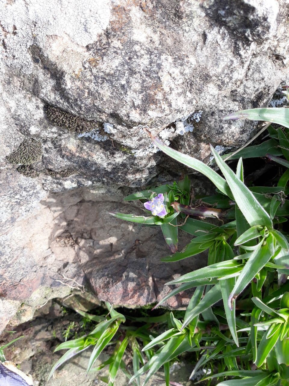 Cyanotis 7