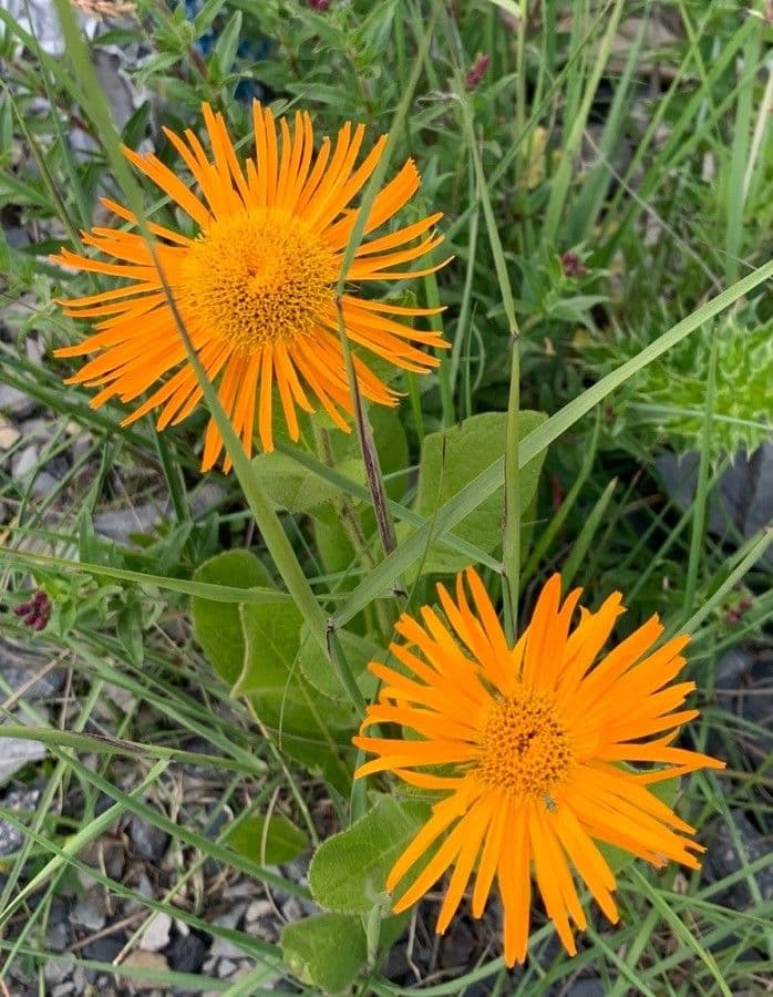 Pyrrocoma crocea 4