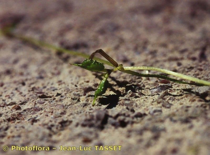 Zanichellia palustre