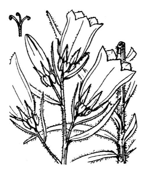 Campanula speciosa 25