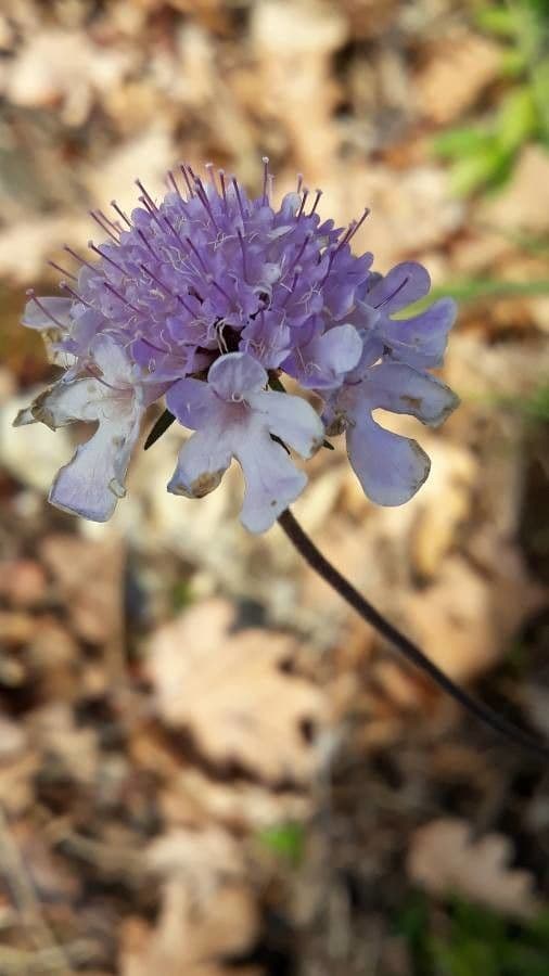 Scabiosa triandra 9