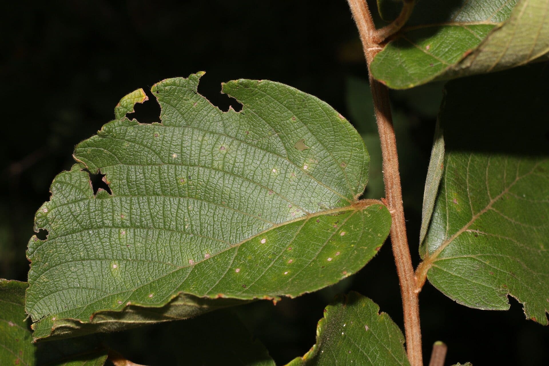 Gouania vellutata 15