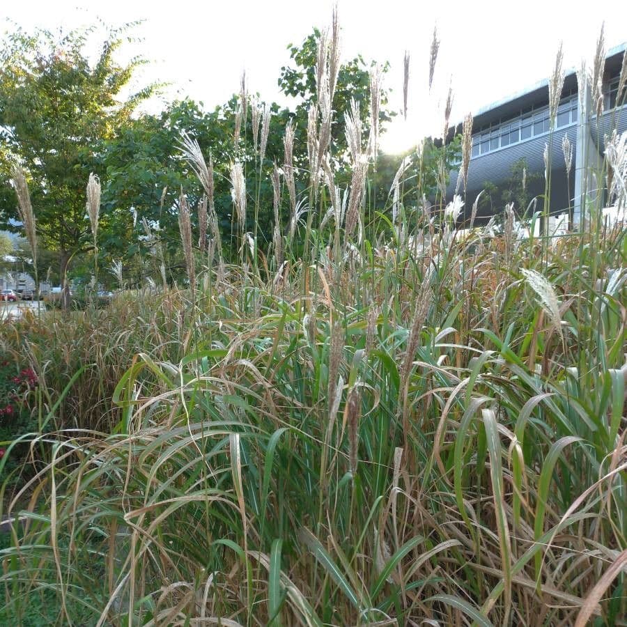 Miscanthus cukroplodý 8