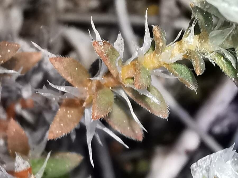 Paronychia capitata 13