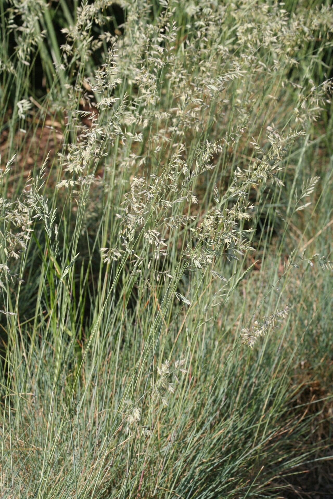 Festuca longifolia 2