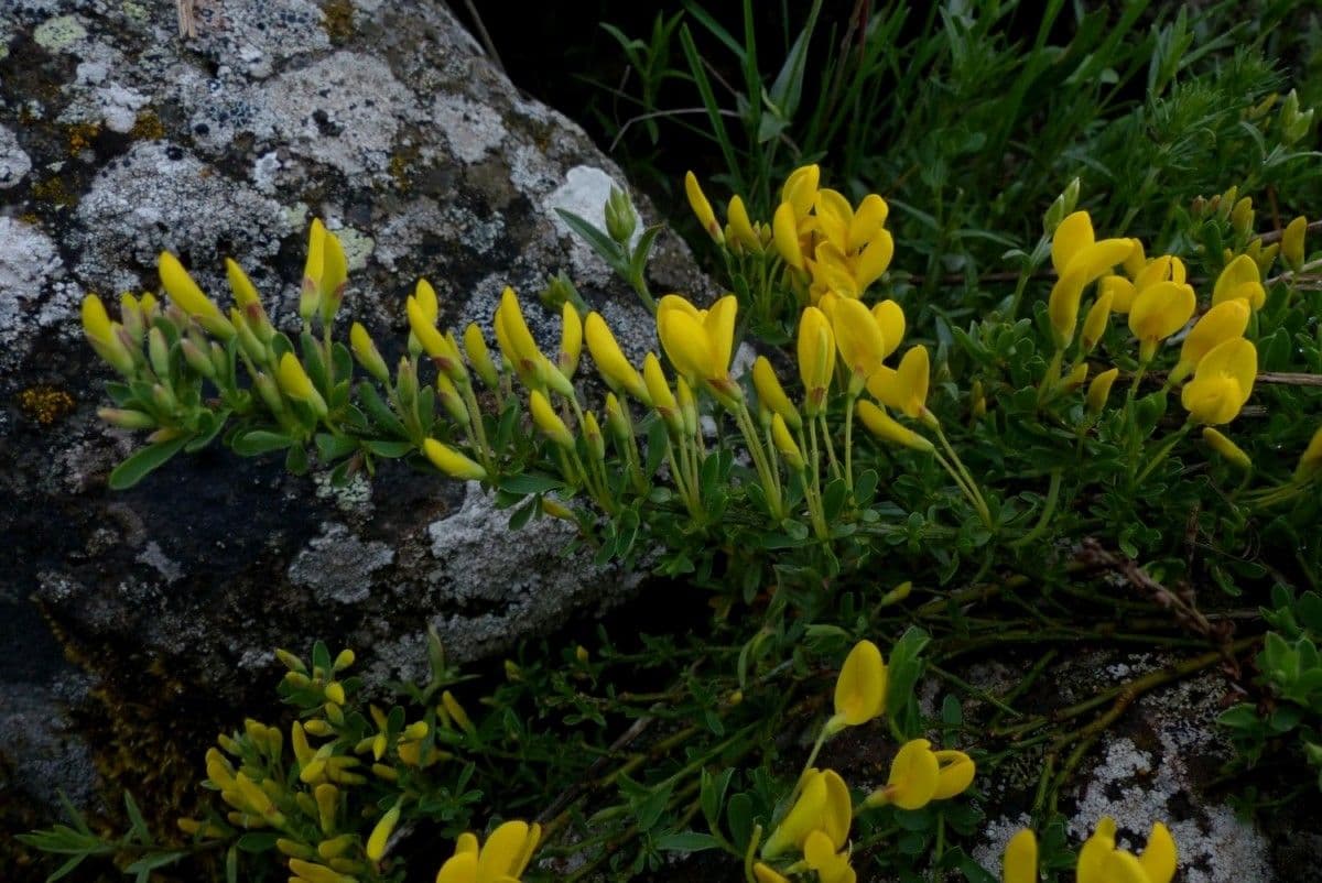 Oligovník 10